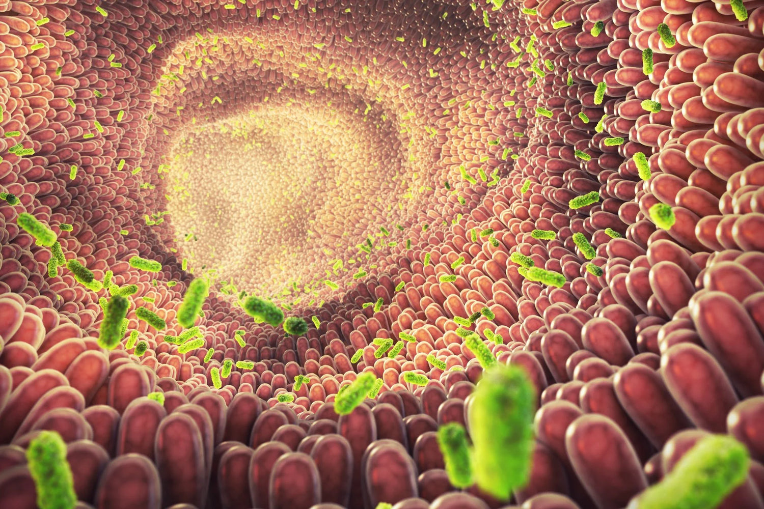 Probiotic Strain