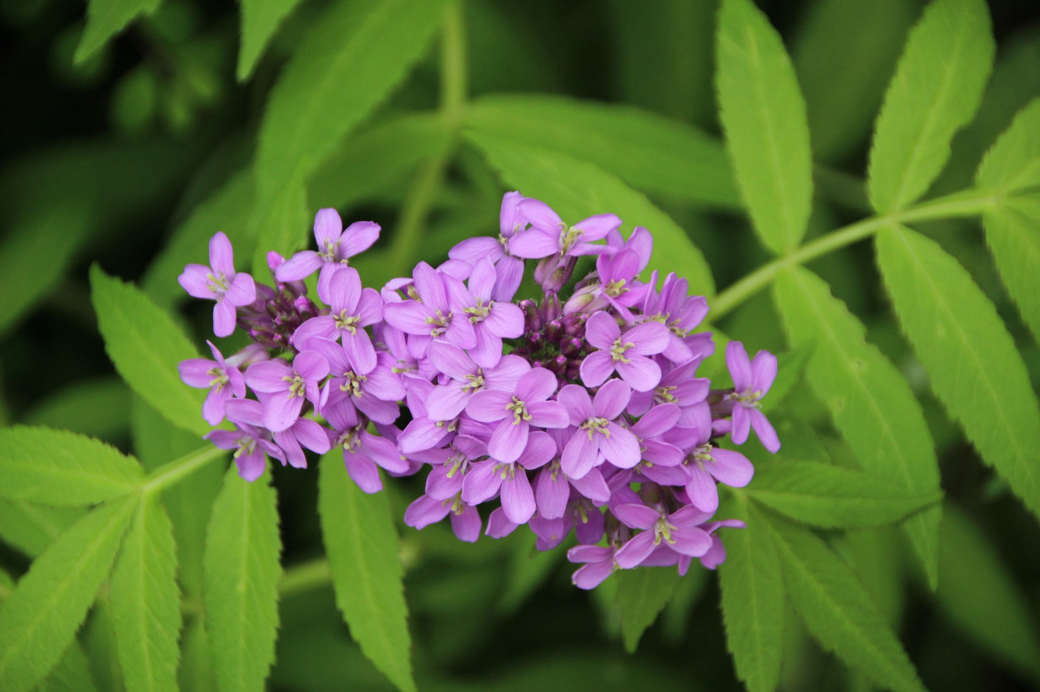 Akkermansia Muciniphila 